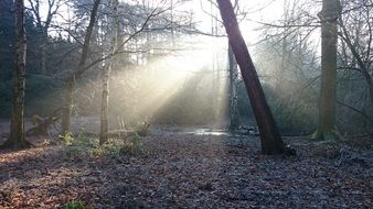 forest trees in sunlight