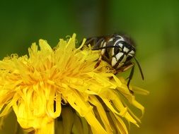 wasp sitting on a yellow dandelion on a blurred green background