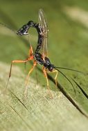 beautiful and delightful wasp insect