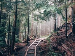 wood flooring for hiking in the forest