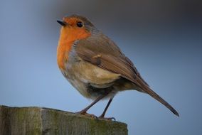 Robin against the blue sky
