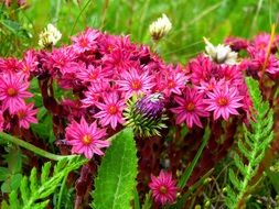variety of colorful alpine flowers close-up