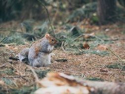 fat squirrel in a wild forest