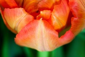 orange spring tulip petals