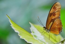 brown butterfly on a light green leaf