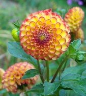 orange yellow dahlia flowers