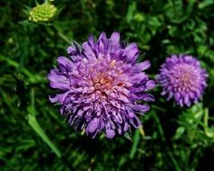 blue-purple meadow flower