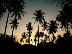silhouettes of palm trees at sunrise