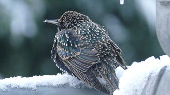 bird stands on a tree branch in winter