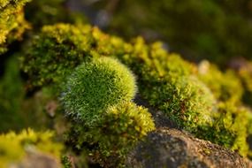 foam nature forest