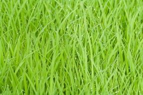 Picture of the green rice field