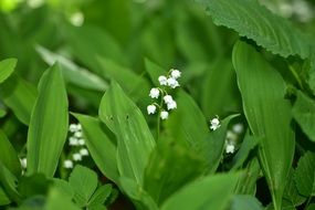 lily of the valley in green leaves