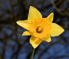 yellow daffodil in bright sun close up