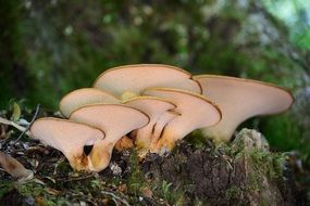 fungus callampa mushrooms in forest in autumn