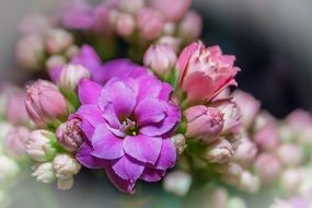 kalanchoe