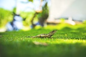 lizard on green grass