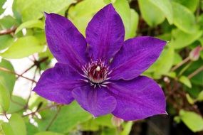 violet clematis flower
