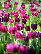 magnificent tulip flowers