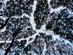 branches like a carpet against the sky