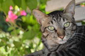 nice cat rest in garden