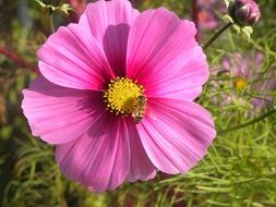 pollen and insect on a pink flower