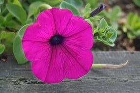 petunia as a decorative garden flower