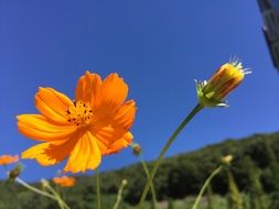 Picture of the natural flowers