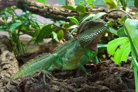 green iguana in wildlife