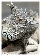 black and white image of a iguana