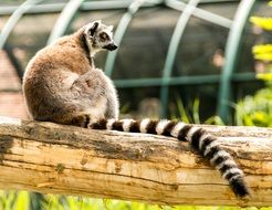 ring tailed lemur on a wooden beam