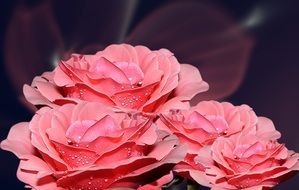 dizzy salmon pink roses