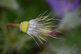 Pulsatilla vulgaris is a species of flowering plant