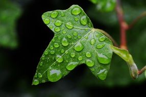 Ivy leaf in water drops