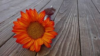 orange sunflower on wooden table