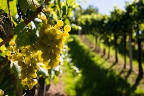 yellow wine grapes on branch