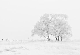 Snow-covered trees on a snowy field