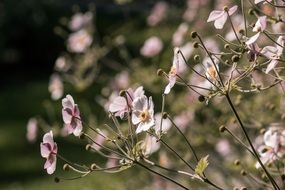 gentle charming meadow flowers close-up on blurred background