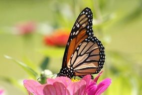 brown butterfly with black markings on a pink flower