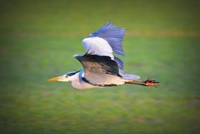 A heron flies over a green field