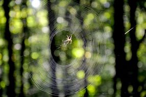 spider web in autumn forest