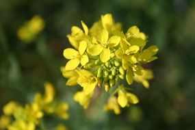 Yellow mustard flowers blossom