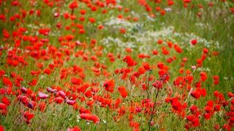 adorable summer field of poppies