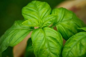 green basil in the garden