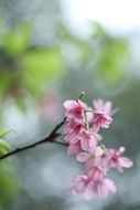 pink blossoms on branch at spring