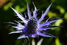 purple thistle flower with sharp petals