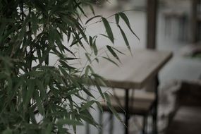 green plant on the background of the table in the living room