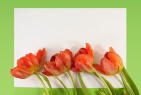 four tulips on white blank sheet