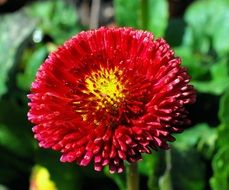 bright red garden flower