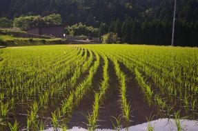 rice planting