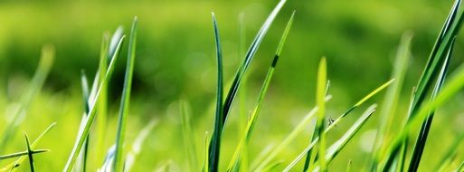 green grass in spring meadow close up